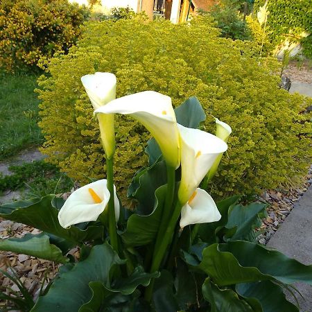 La Ribambelle Bed and Breakfast Saint-Brisson-sur-Loire Εξωτερικό φωτογραφία